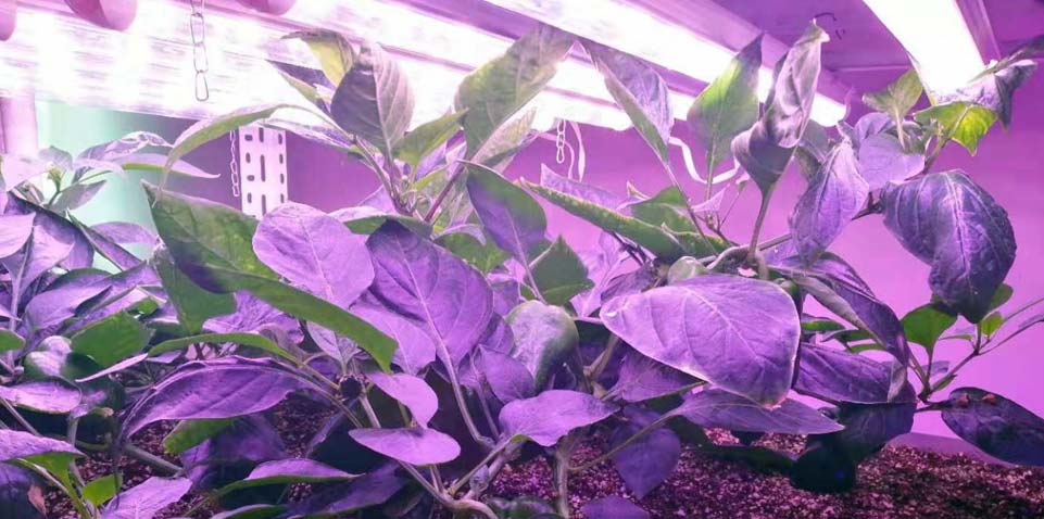 Lampade LED per crescita e fioritura piante